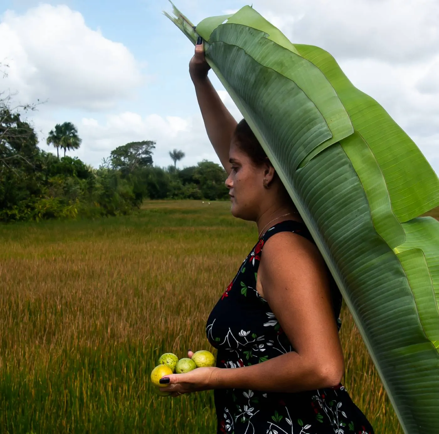 Protecting the Amazon Biodiversity Through ‘Mothers of the Mangrove’